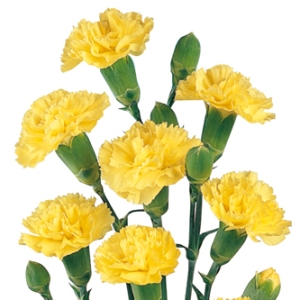 yellow_mini_carnation_flower_300